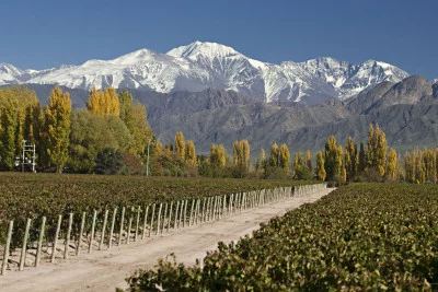 Viñedo con la cordillera de los Andes de fondo
